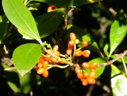 Image: D. Glenny © Landcare Research 2014 